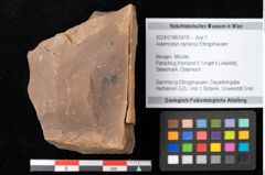 Foto (Objekt + Etikett) von Asterocalyx styriacus Ettingshausen (NHMW-GEO-2024-0188-0419)